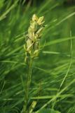 View full-size image Dactylorhiza baltica