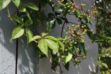 View full-size image Parthenocissus inserta