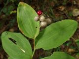Смотреть изображение Smilacina dahurica