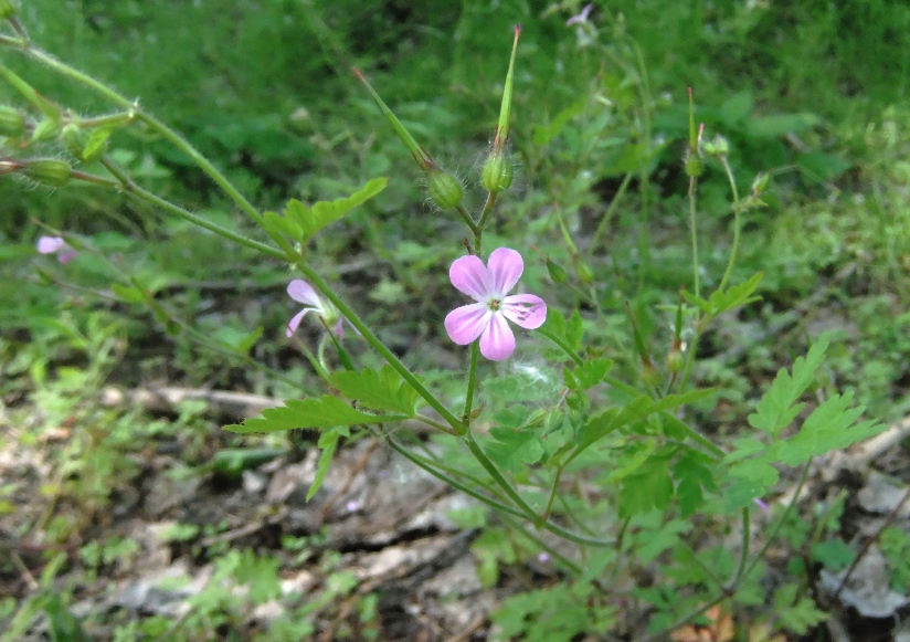 Изображение особи Geranium robertianum.