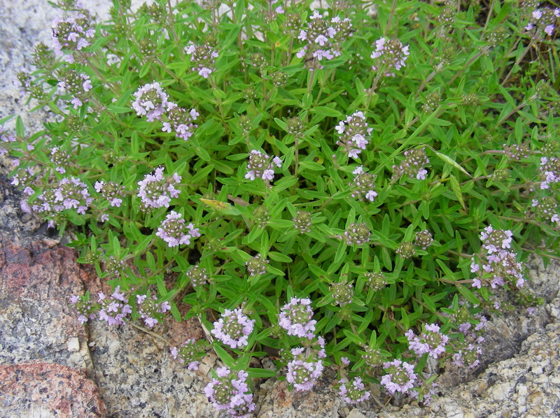 Изображение особи Thymus terskeicus.