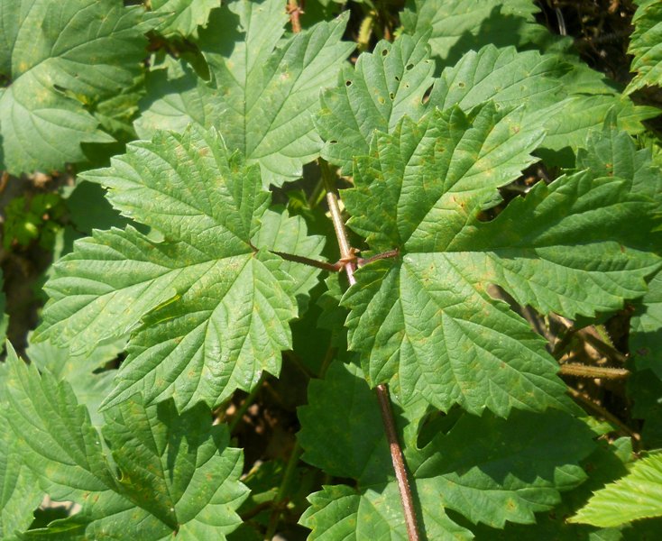 Изображение особи Humulus lupulus.