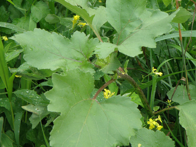 Image of genus Xanthium specimen.