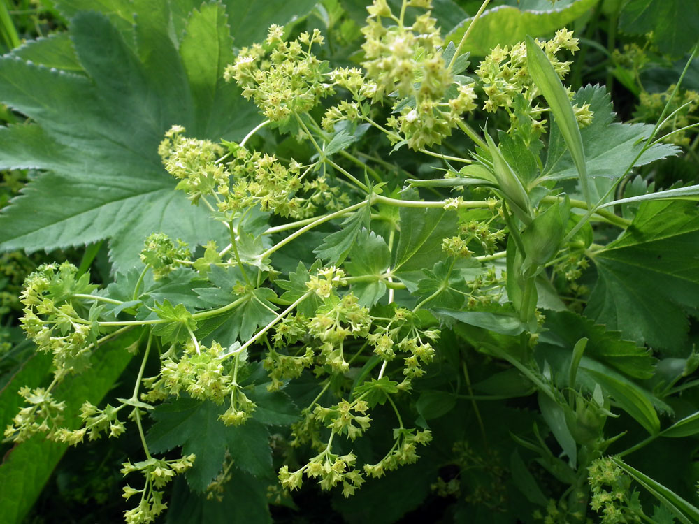 Image of genus Alchemilla specimen.