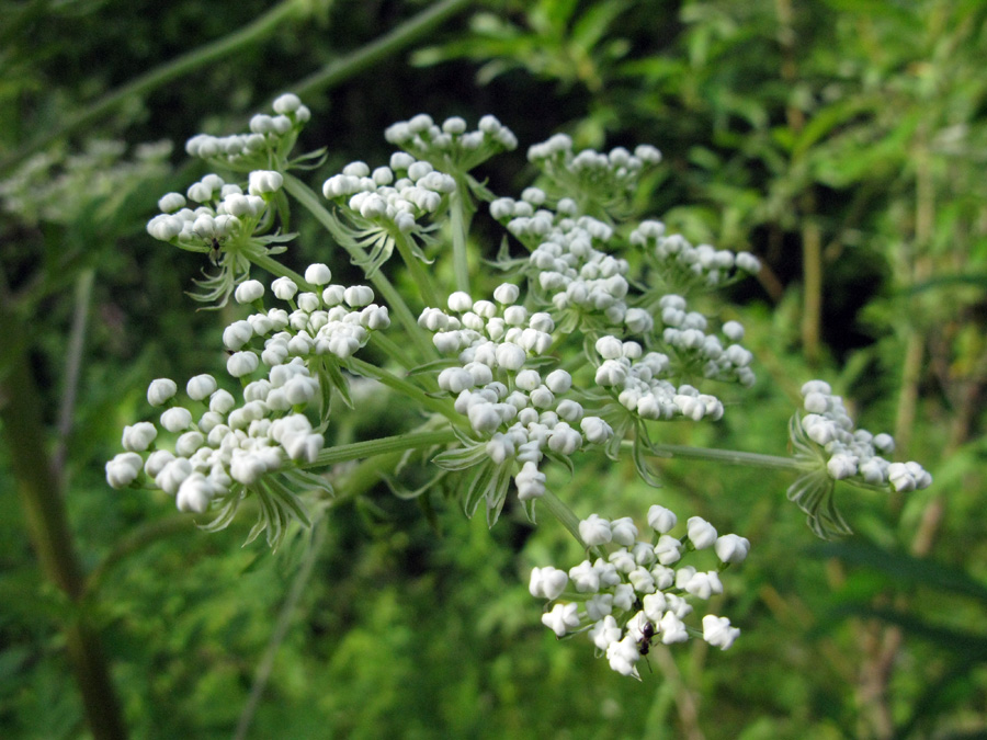 Image of Pleurospermum uralense specimen.