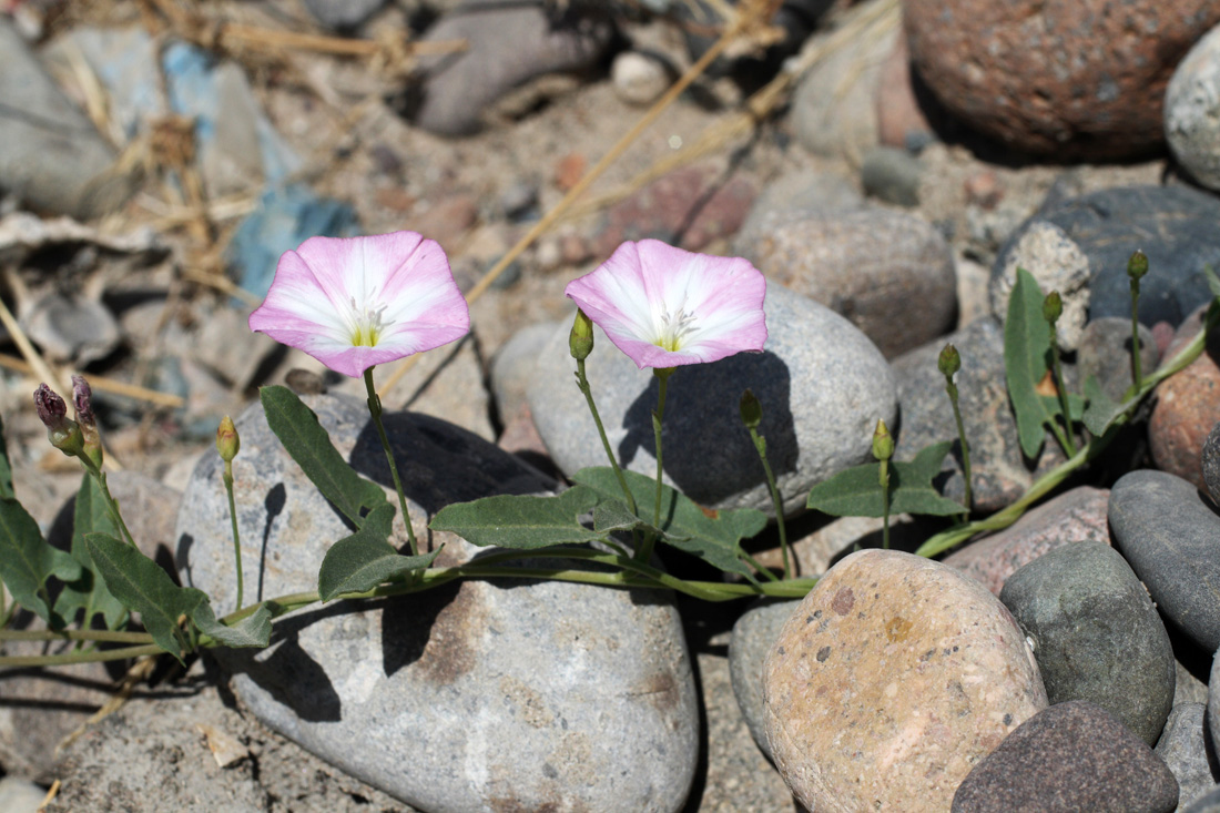 Image of Convolvulus arvensis specimen.