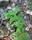 Euphorbia carniolica. Плодоносящее растение на осыпи в пихтово-еловом лесу. Украина, Ивано-Франковская обл., Надворнянский р-н, природный заповедник \"Горганы\", спуск с Кливок к Джурджинцу. 17 июня 2011 г.