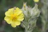 Смотреть изображение Potentilla callieri