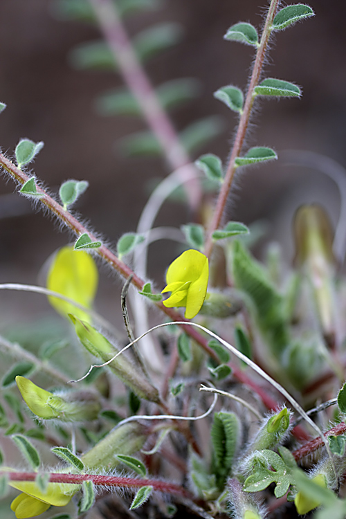 Изображение особи род Astragalus.