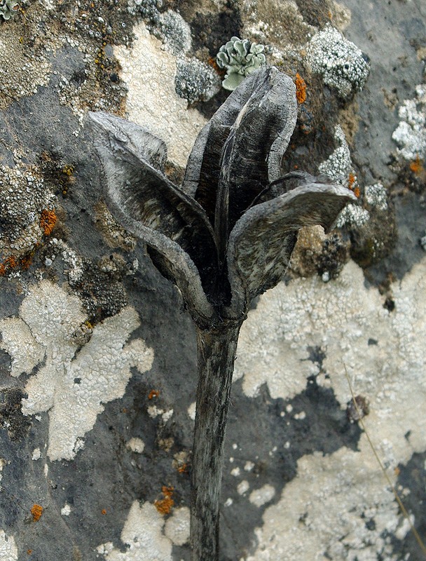 Image of Tulipa greigii specimen.