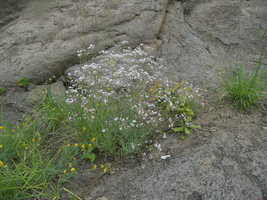 Изображение особи Gypsophila acutifolia.