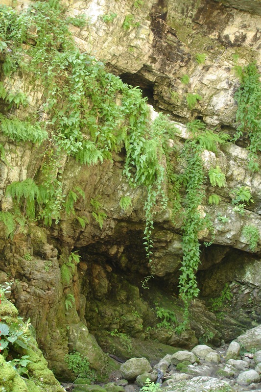 Image of Hablitzia tamnoides specimen.