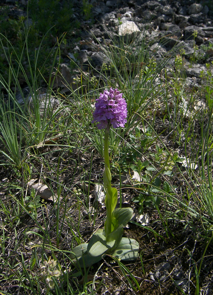 Image of Neotinea tridentata specimen.