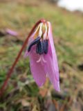 Erythronium dens-canis