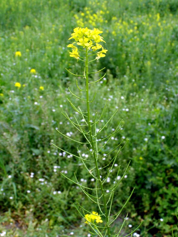 Image of Sisymbrium loeselii specimen.