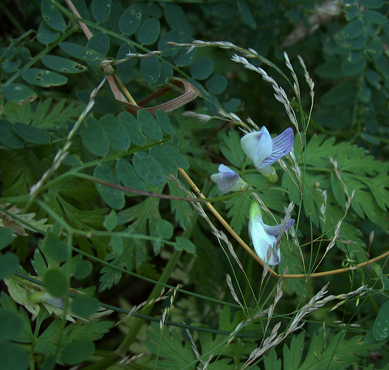 Изображение особи Vicia sylvatica.