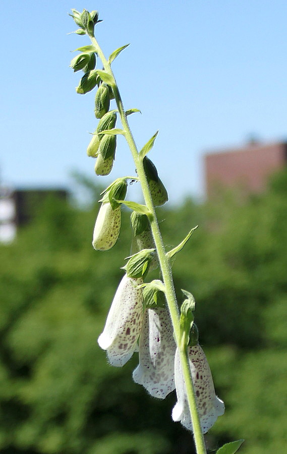 Image of Digitalis purpurea specimen.