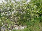 Amelanchier ovalis. Цветущее растение. Крым, Ялтинская яйла. 4 июня 2012 г.
