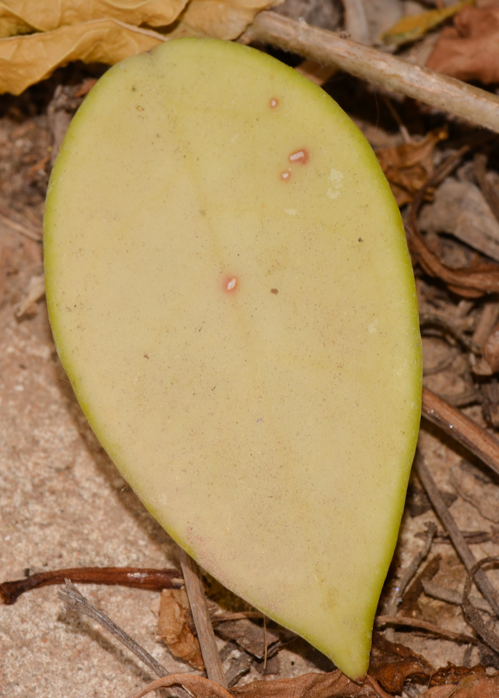 Image of Hoya carnosa specimen.