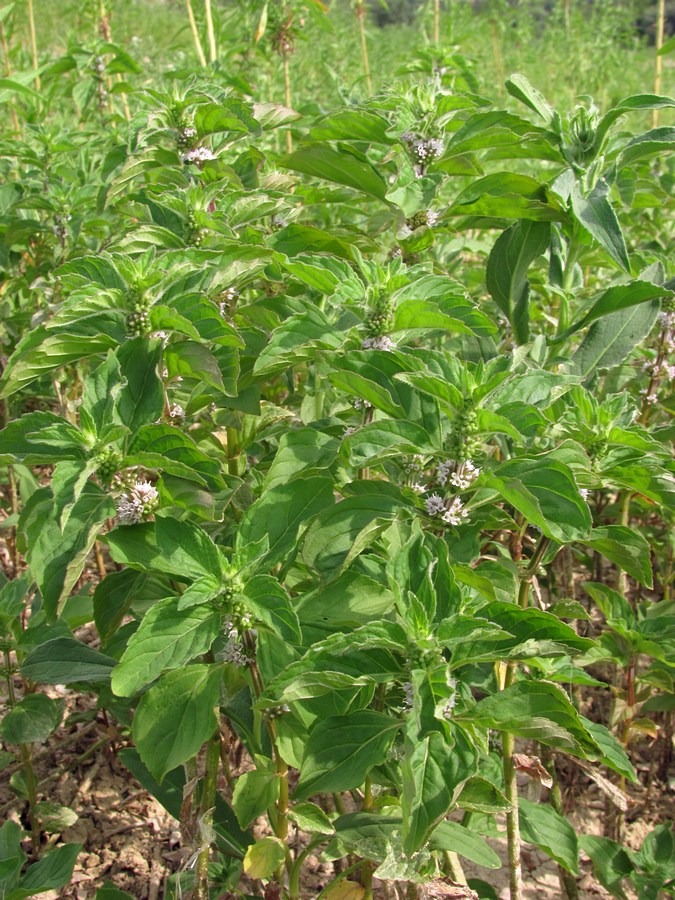 Image of Mentha arvensis specimen.