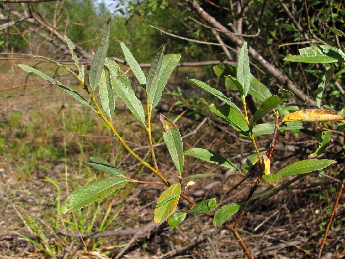 Изображение особи Salix gmelinii.