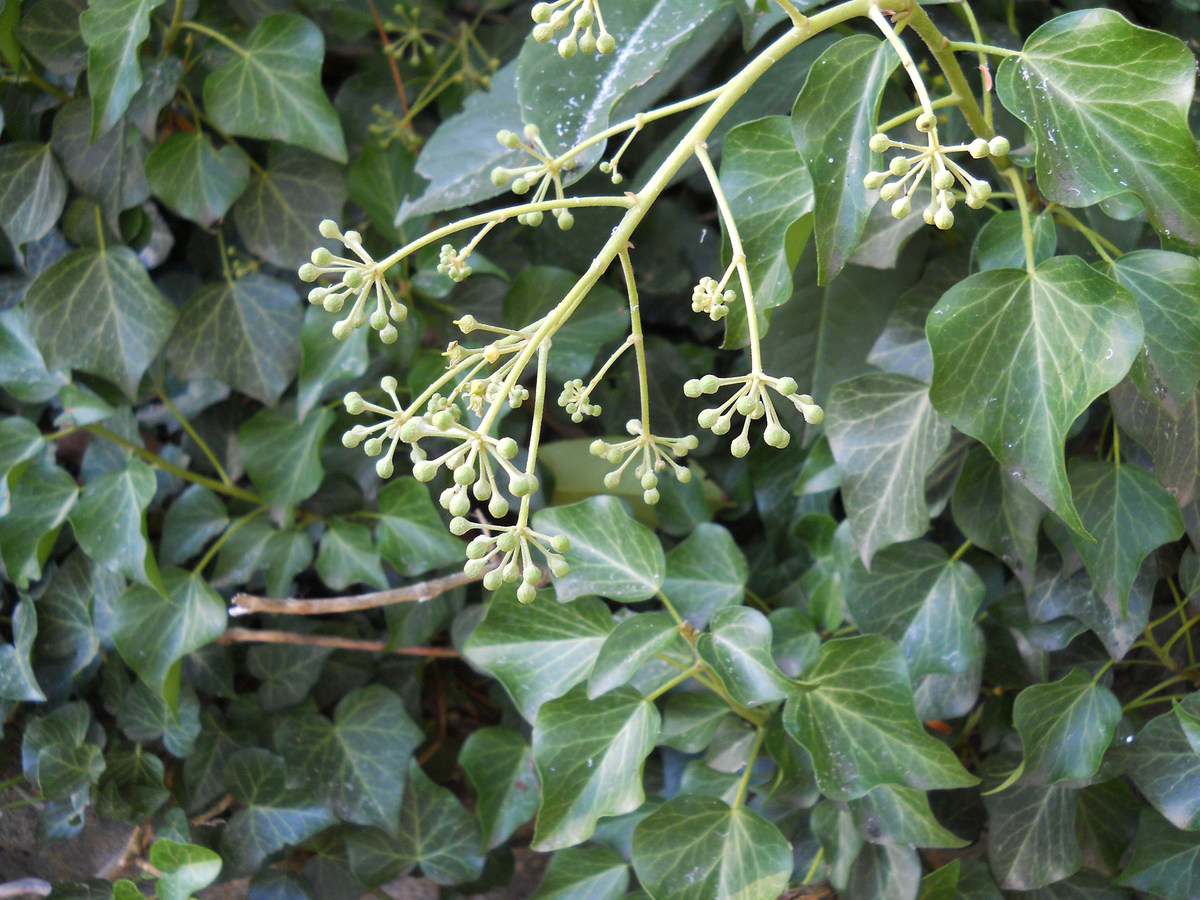 Image of Hedera helix specimen.