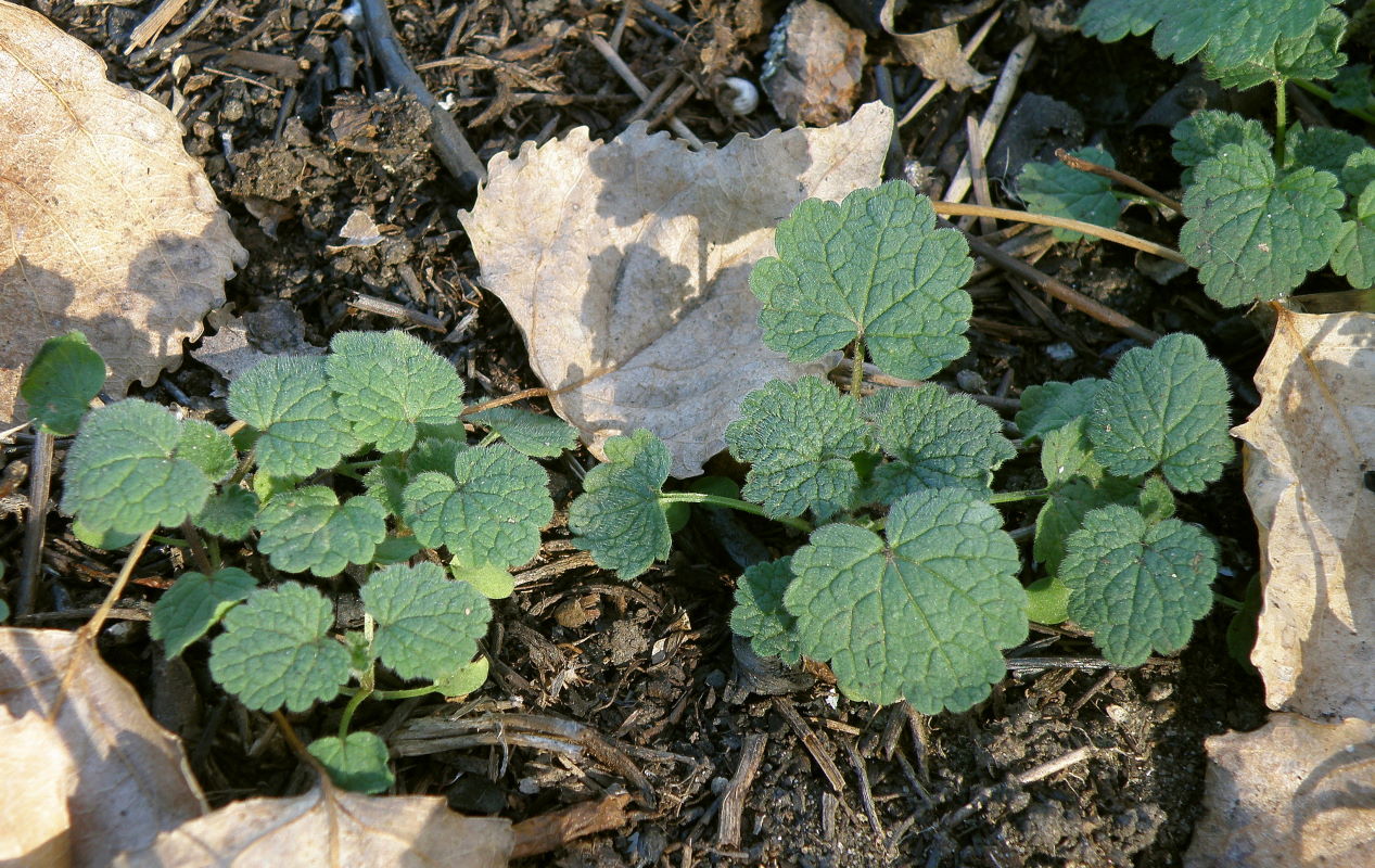 Image of Lamium purpureum specimen.