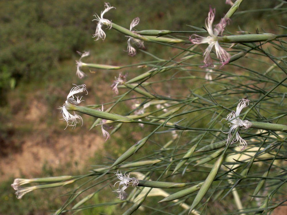 Изображение особи Dianthus kuschakewiczii.