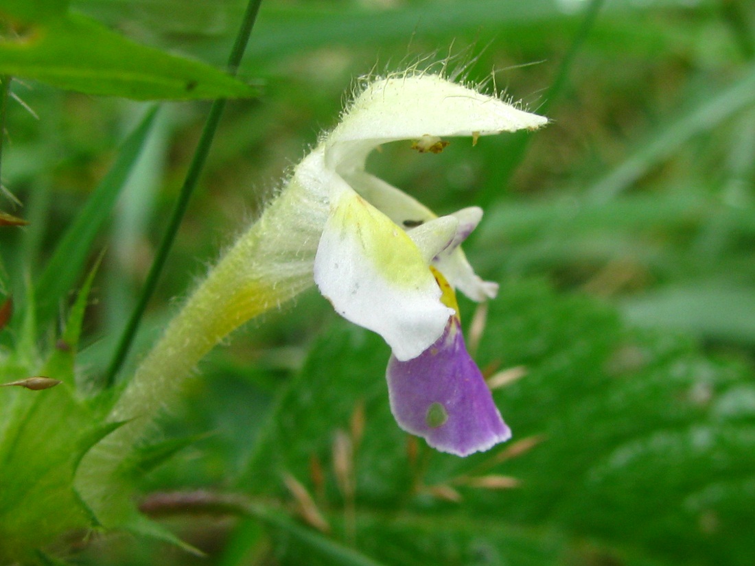 Image of Galeopsis speciosa specimen.