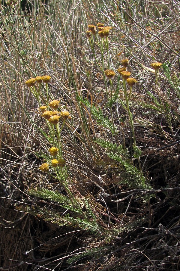 Image of Tanacetum achilleifolium specimen.