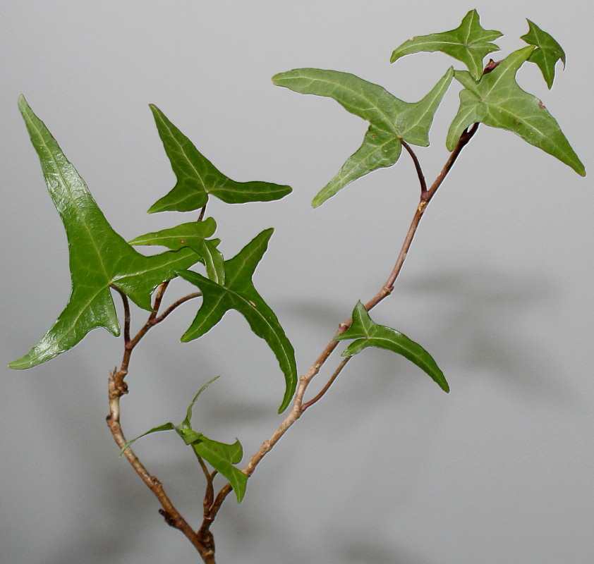 Image of Hedera helix specimen.