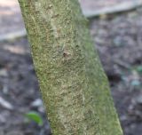 Viburnum carlesii. Средняя часть ветви взрослого растения. Германия, г. Krefeld, ботанический сад. 07.04.2013.