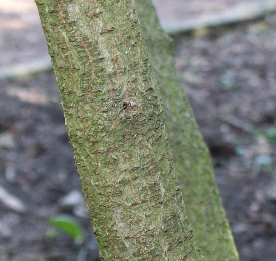 Image of Viburnum carlesii specimen.