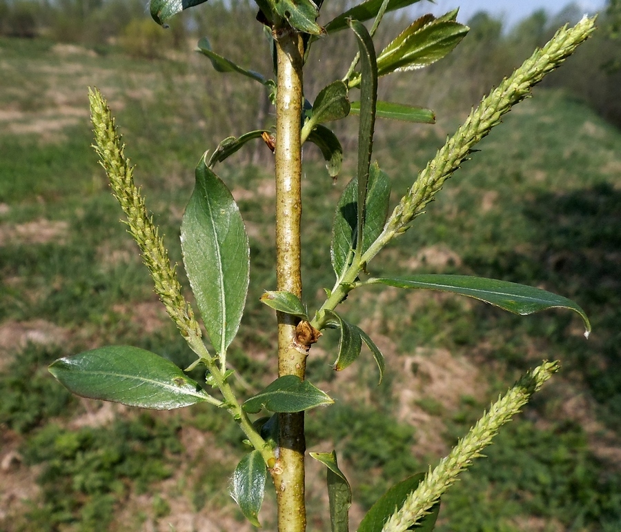 Image of Salix hexandra specimen.