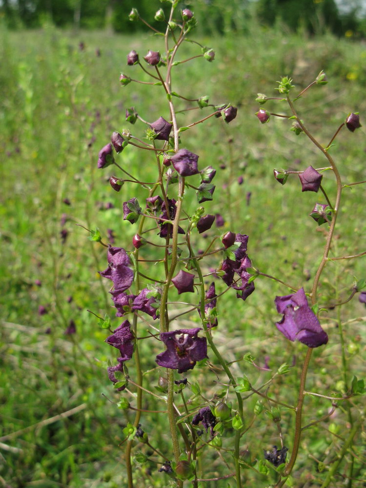 Image of Verbascum phoeniceum specimen.