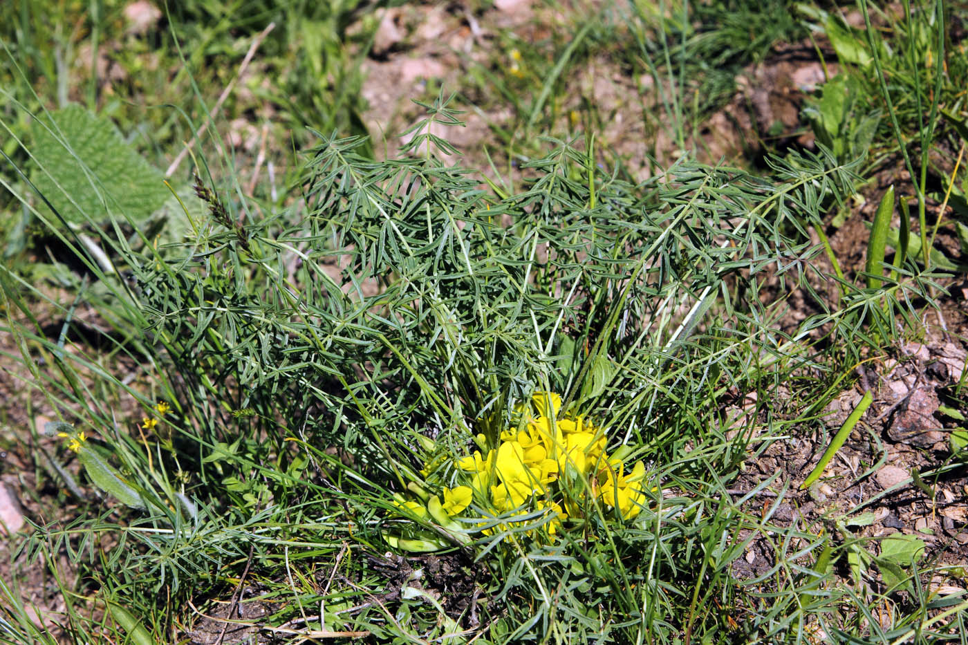 Image of Astragalus adpressepilosus specimen.