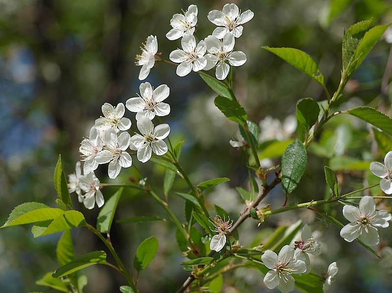 Изображение особи Cerasus vulgaris.