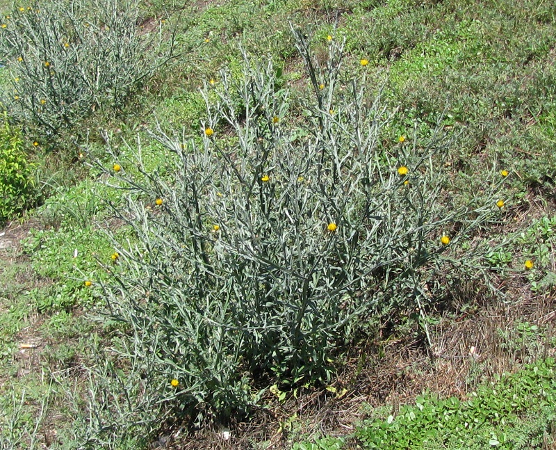 Image of Centaurea solstitialis specimen.