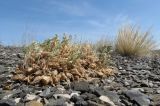 Astragalus pallasii. Плодоносящее растение в щебнистой пустыне на выпуклом склоне сопки. Казахстан, Алматинская обл., Алакольский р-н, 64 км ЗЮЗ пос. Актогай Восточно-Казахстанской области; Северное Прибалхашье, мелкосопочный массив Шубартау. 02.06.2013.