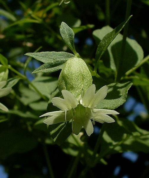 Изображение особи Cucubalus baccifer.