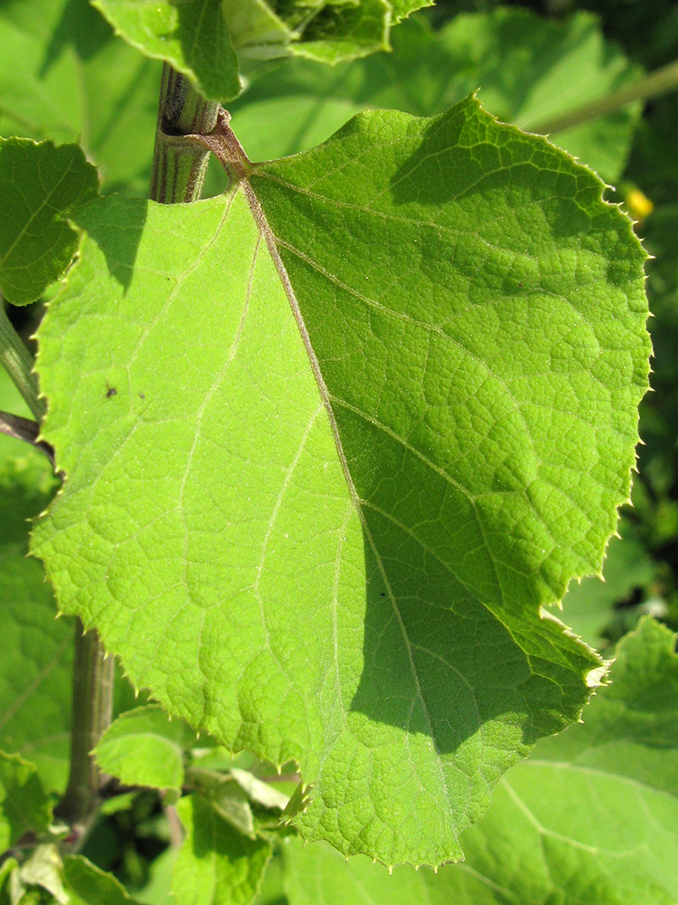 Image of Arctium lappa specimen.