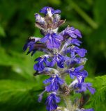 Ajuga reptans. Соцветие. Московская обл., Раменский р-н, окр. ж/п Хрипань, смешанный лес у просеки под ЛЭП. 27.05.2013.