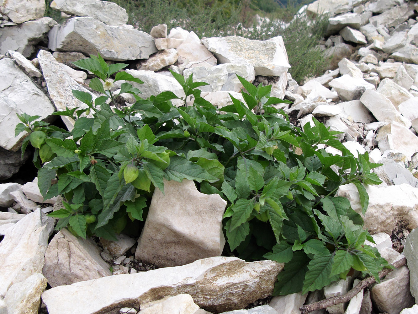 Image of Alkekengi officinarum specimen.