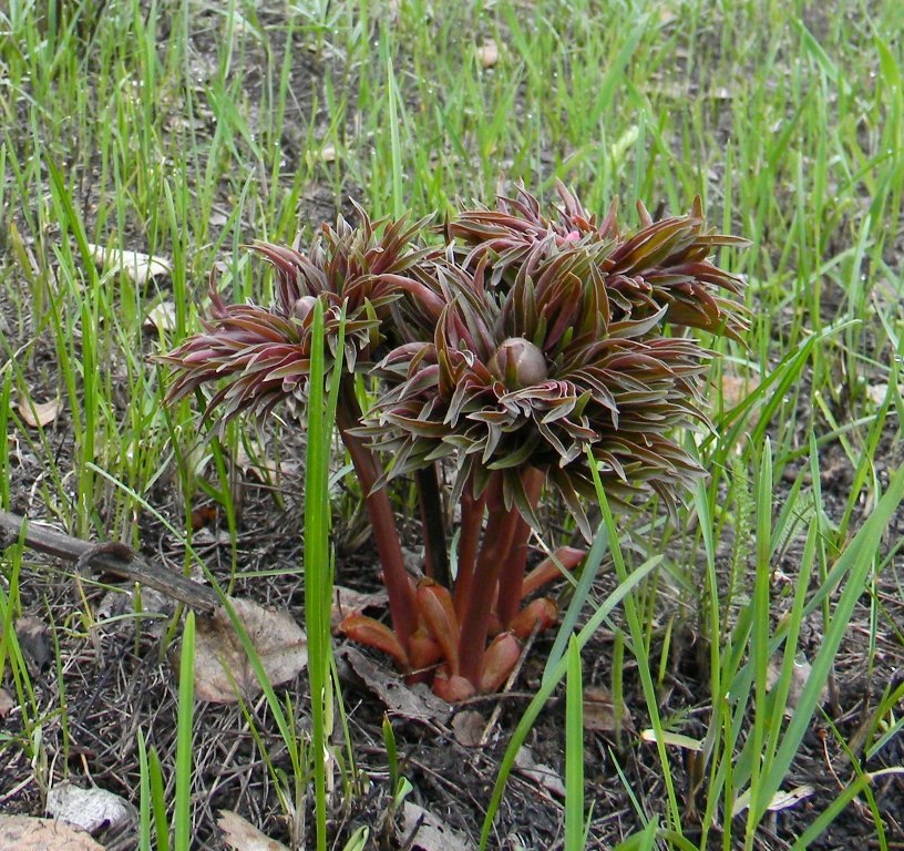 Изображение особи Paeonia hybrida.