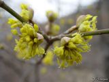 Cornus mas