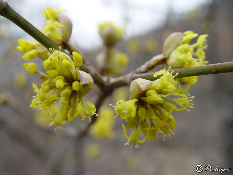 Image of Cornus mas specimen.