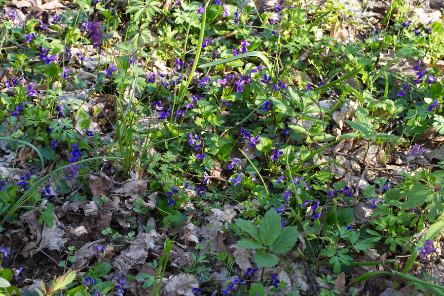 Image of Viola odorata specimen.