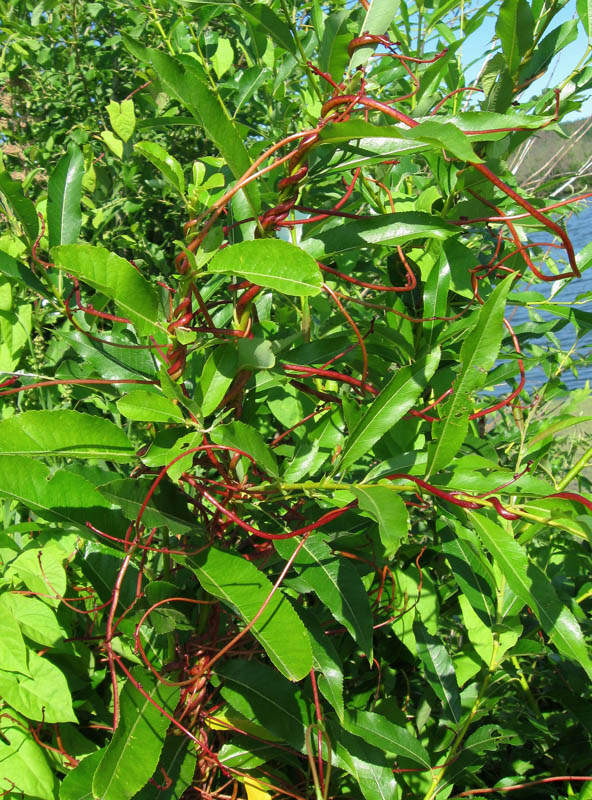 Image of Cuscuta lupuliformis specimen.