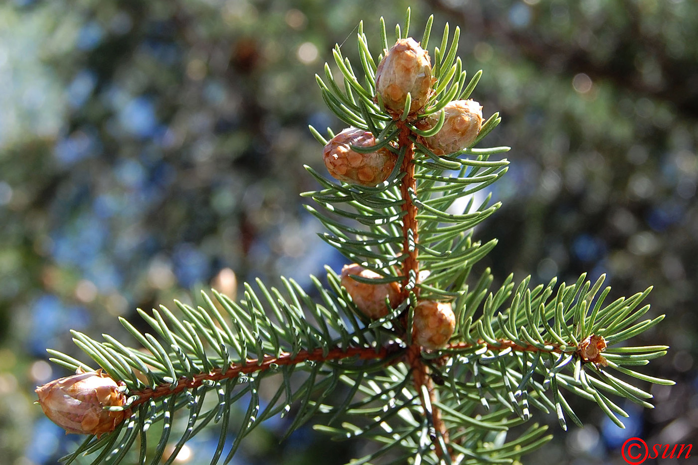 Image of Picea pungens specimen.