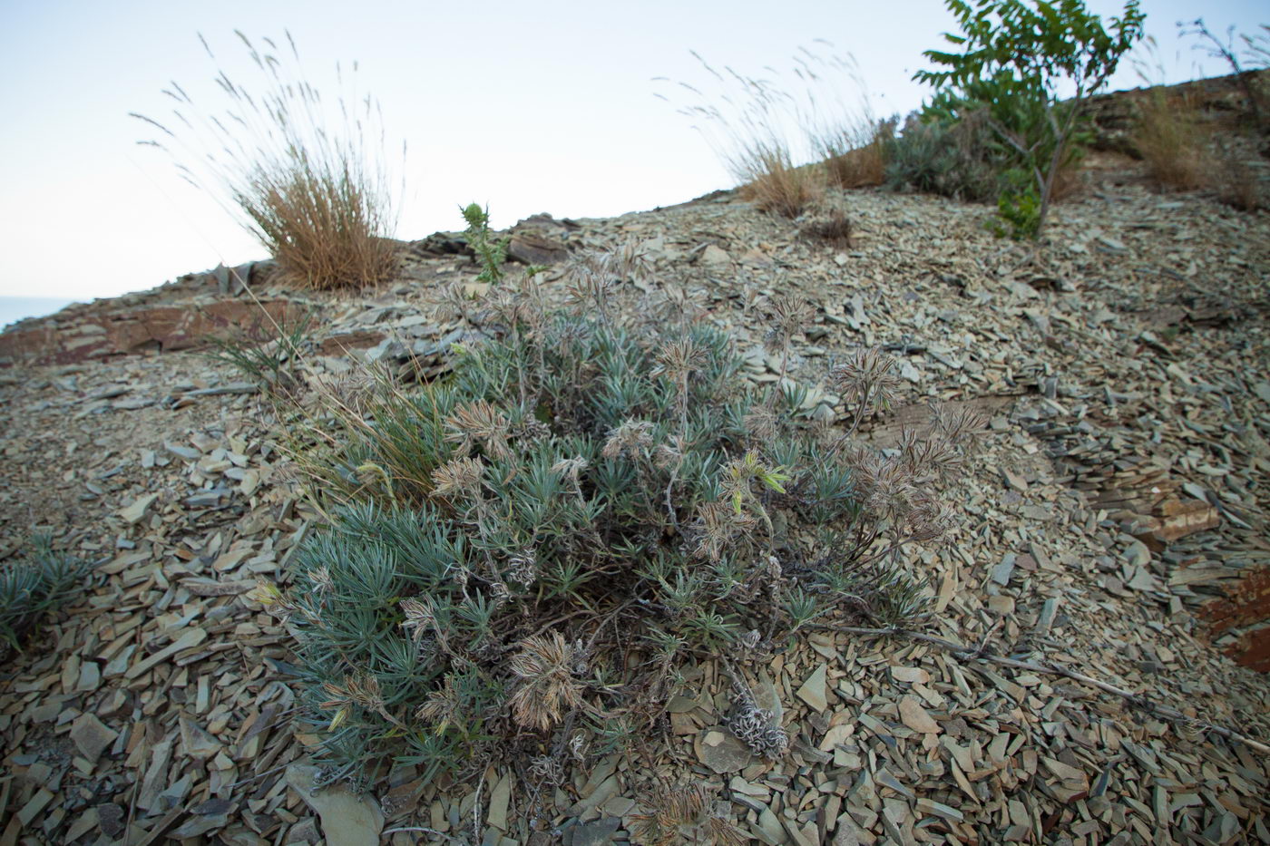 Image of Onosma polyphylla specimen.